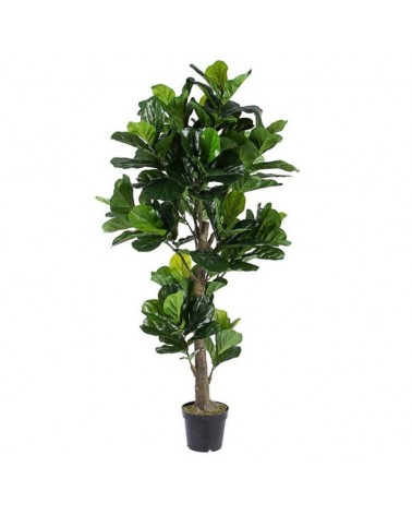 Planta ficus lyrata c-mac 153hoj h190