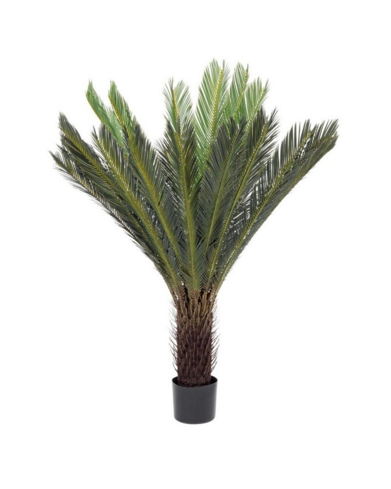 Planta palma cycas c-mac 28hoj h120