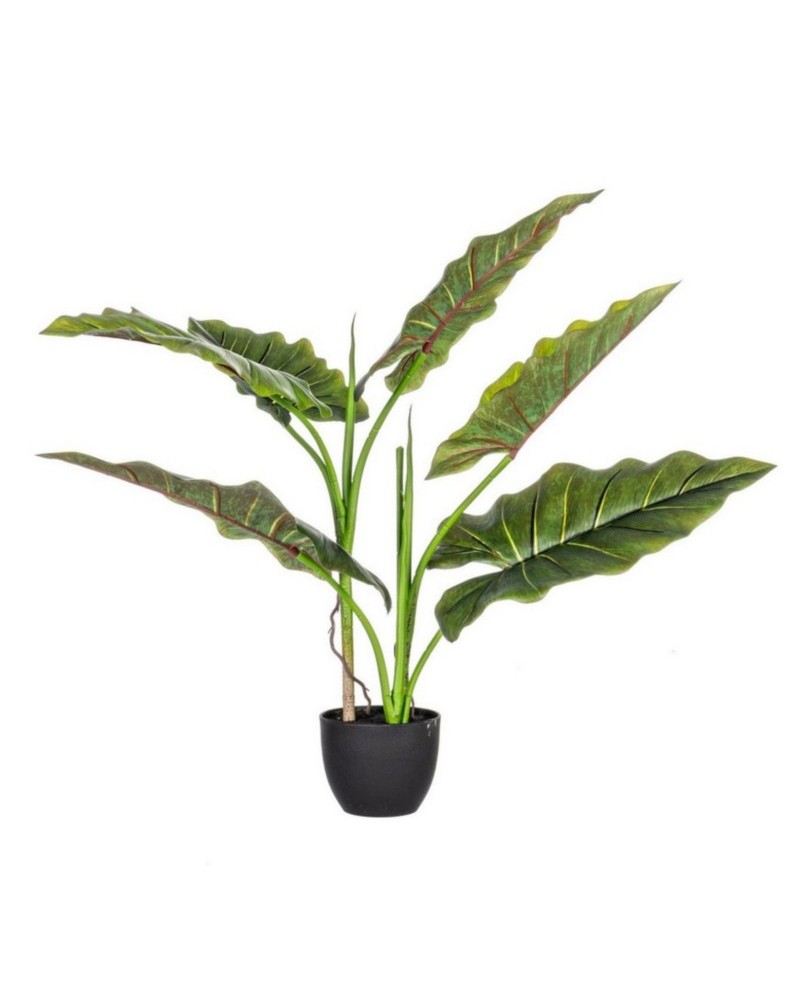 Planta dieffenbachia c-maceta 7hojas h78