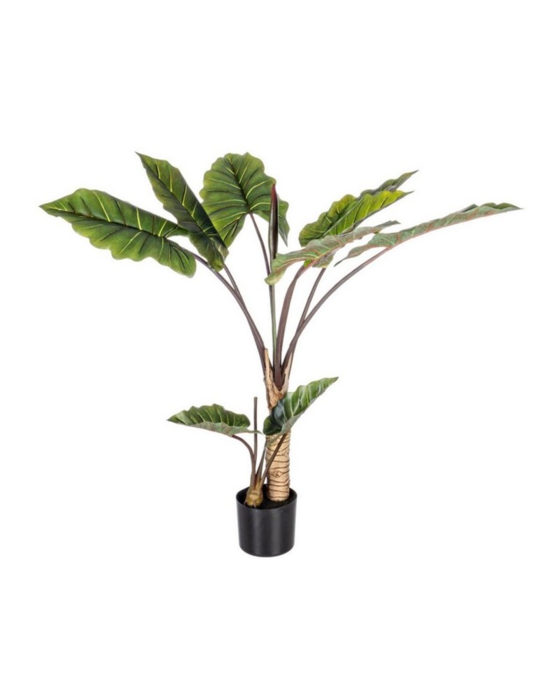 Planta dieffenbachia c-mac 10hojas h134