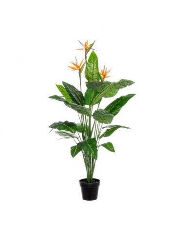 Planta sterlitzia c-mac 25hoj x3flo h150