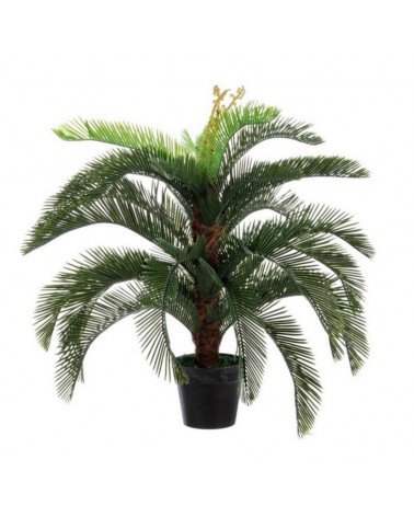 Planta palma cycas c-mac 30hoj h100