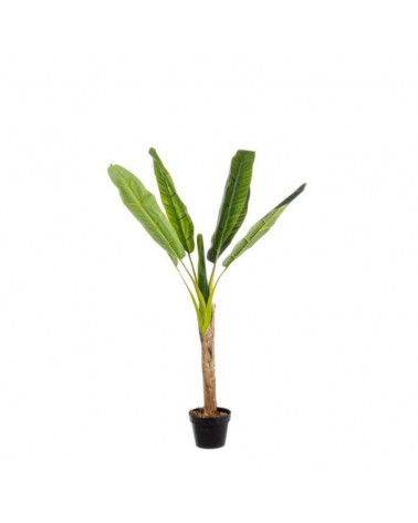 Planta banano c-mac 7hoj h113cm