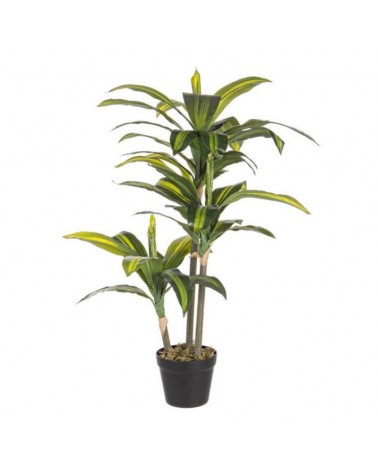 Planta dracena c-mac 43hoj h88cm