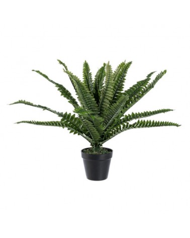 Planta helecho c-mac 24hoj h45cm