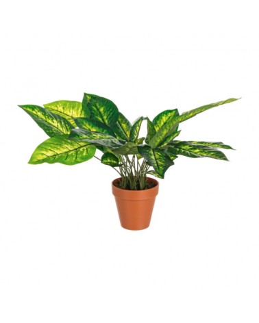 Planta diefembachia c-mac 30hoj h45