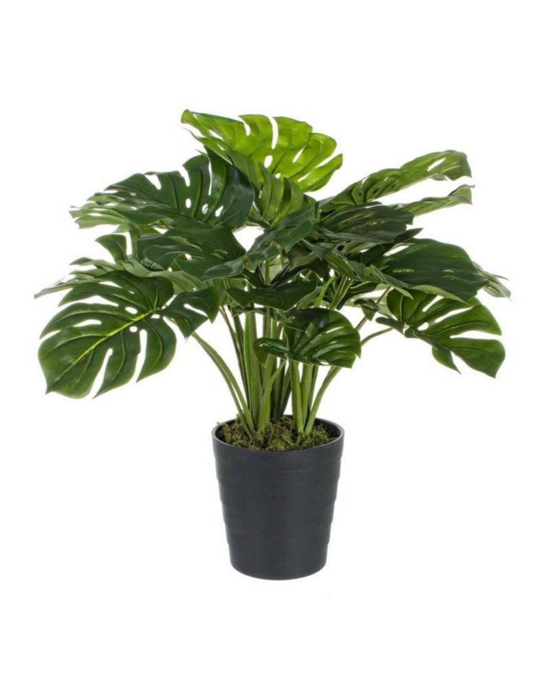 Planta filodendro c-mac 24hoj h65cm