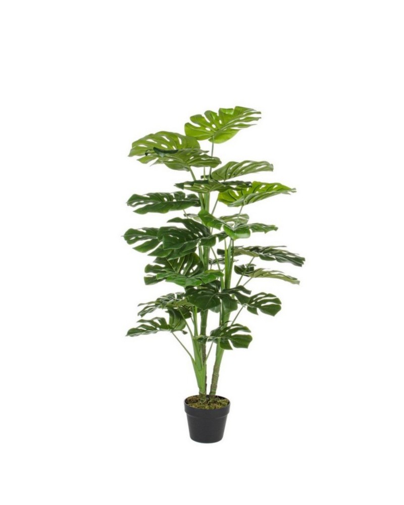 Planta filodendro c-mac 23hoj h120cm