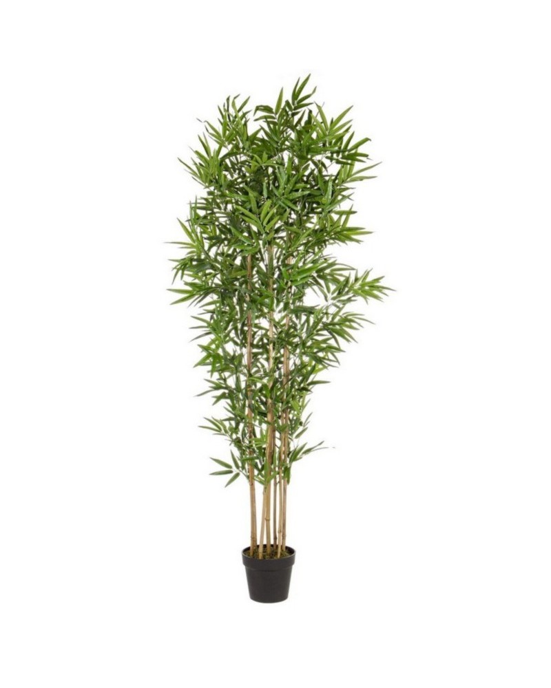 Planta bambú c-mac h185cm