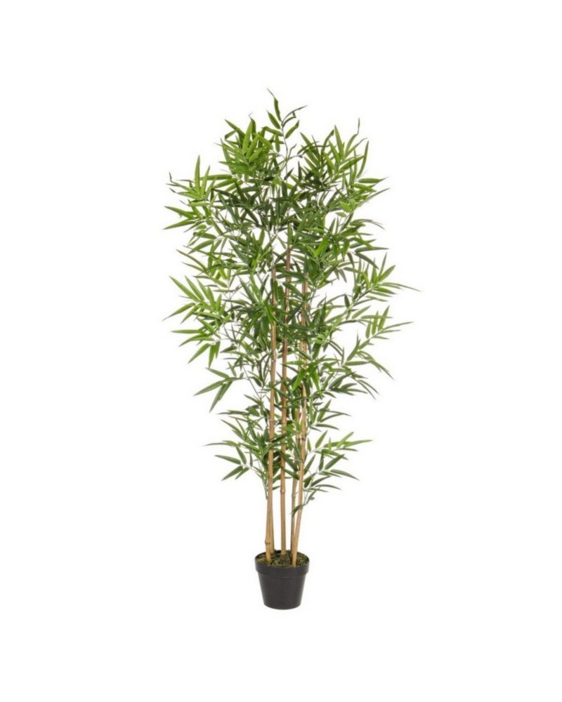 Planta bambú c-mac h155cm