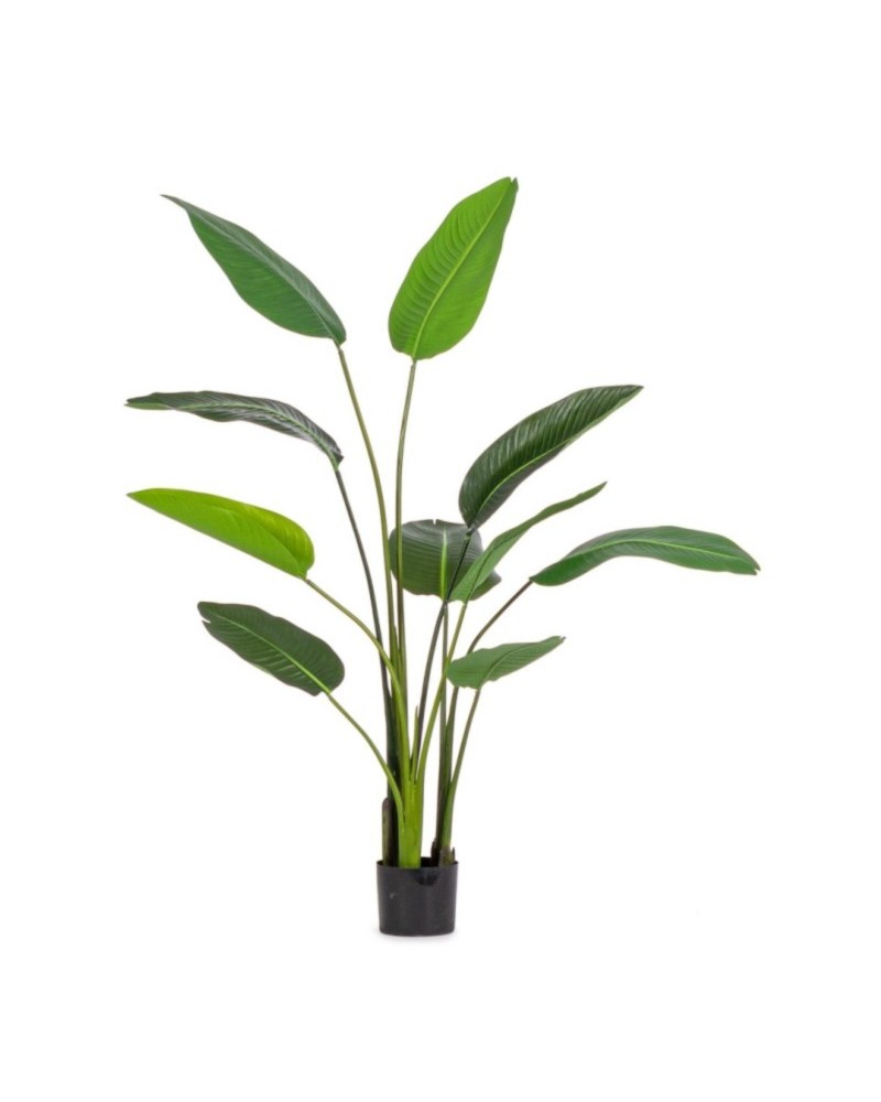 Planta strelitzia c-mac 10hojas h150