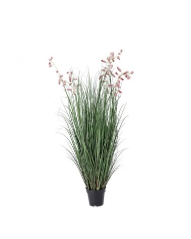 Planta grevillea rosa c-mac x9f h150