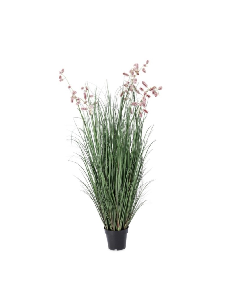 Planta grevillea rosa c-mac x9f h150