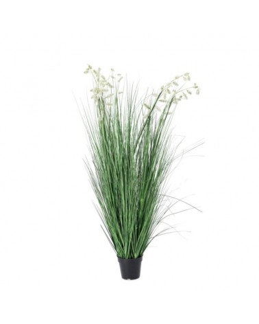 Planta grevillea blanco c-mac x9f h150