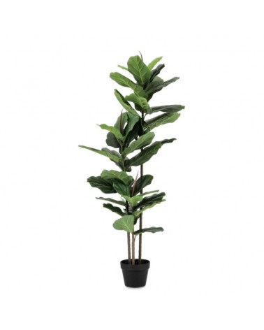 Planta ficus lyrata c-mac 39hojas h145