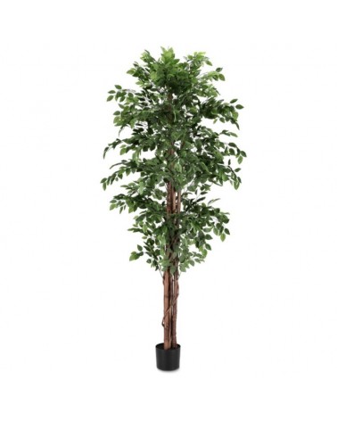 Planta ficus c-mac 2480hojas h210