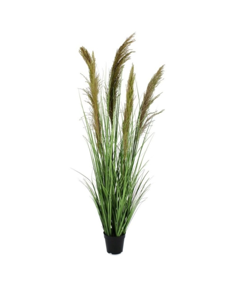 Planta carine pampas verd marr c-ma h145