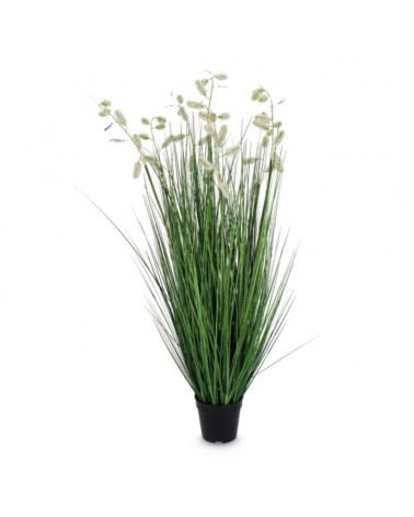 Planta grevillea blanco c-macet x7f h120