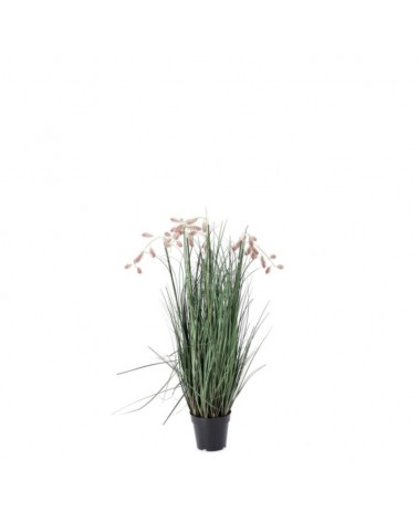 Planta grevillea rosa c-macet x5f h100