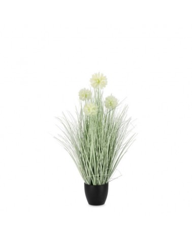 Planta cebolla blanco c-macet x4f h75