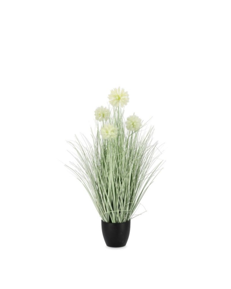 Planta cebolla blanco c-macet x4f h75