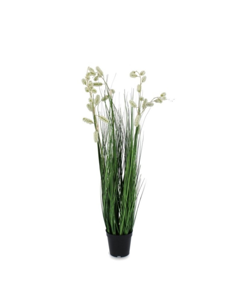 Planta grevillea blanco c-macet x5f h100