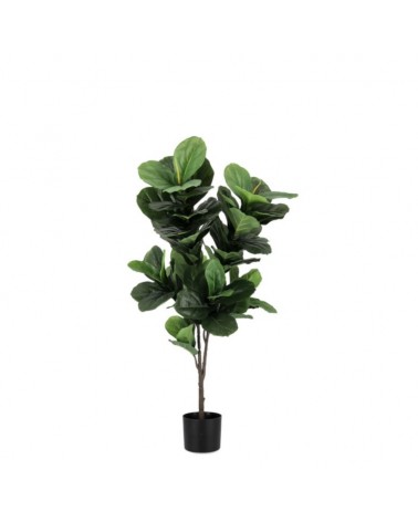 Planta ficus lyrata c-mac 72hojas h120