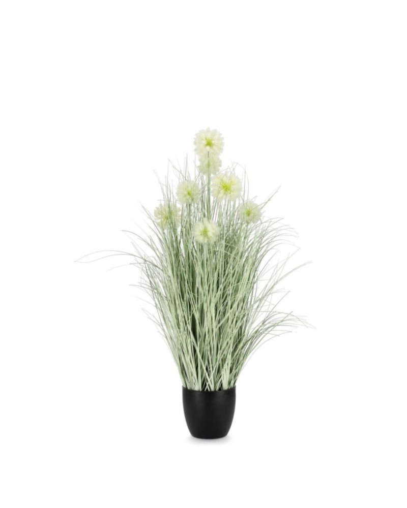 Planta cebolla blanco c-macet x7f h105