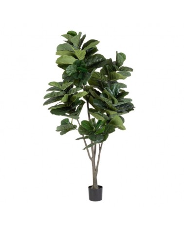 Planta ficus lyrata c-mac 123hojash230