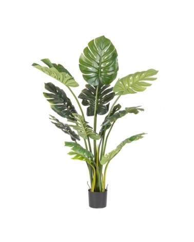 Planta filodendro c-macetero 13foglie h1