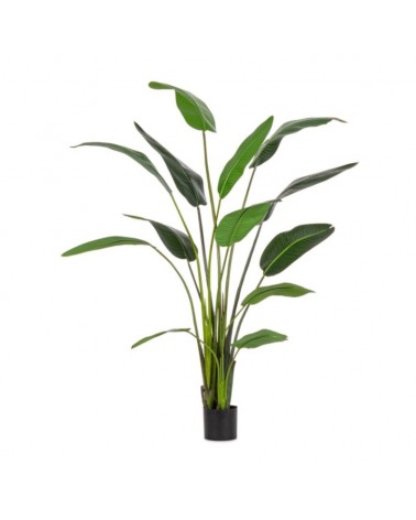 Planta strelitzia c-mac 13hojas h235