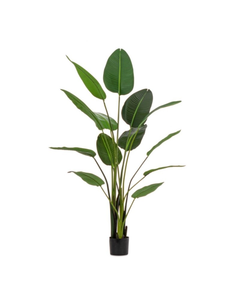 Planta strelitzia c-mac 13hojas h185