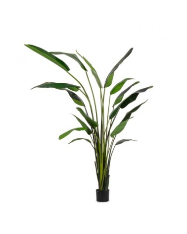 Planta strelitzia c-mac 18hojas h310