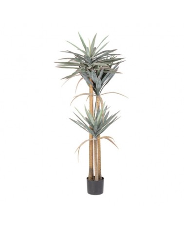 Planta yucca c-macetero 120hojas h152